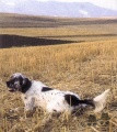 Setter Anglais FRANCINI'S RAS Setter Anglais FRANCINI'S RAS